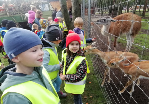 Dzieci w kamizelkach odblaskowych obserwują zwierzęta