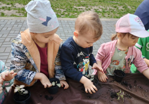 Dzieci sadzą kwiatki w doniczce