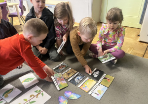 Dzieci układające zdjęcia różnych gatunków motyli .