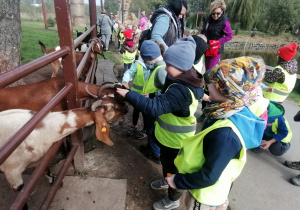 Dzieci karmią kozy marchewką